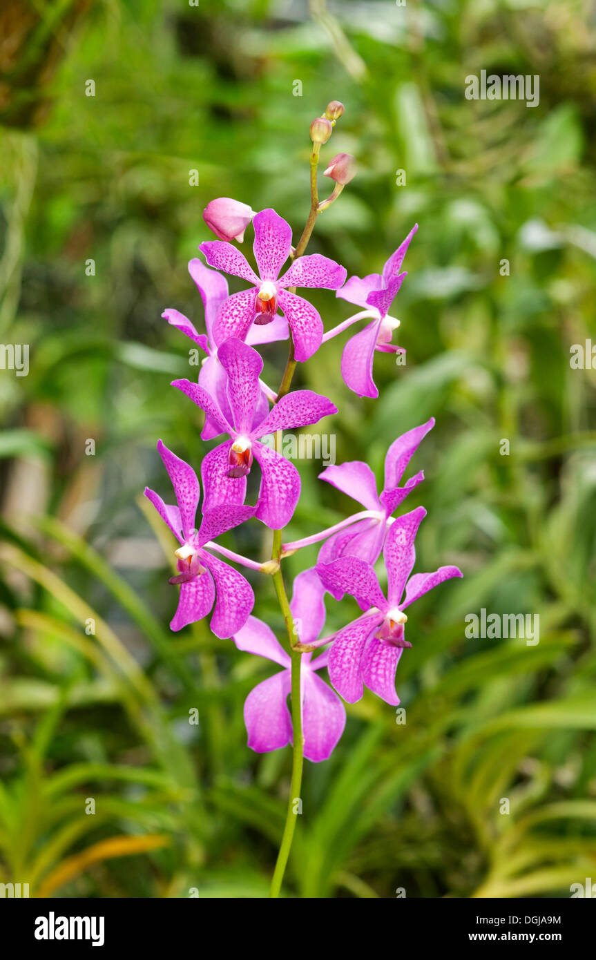 Tropical Orchid (Orchidaceae), Vanda hybrid, Mokara, Phuket, Thailand Stock Photo