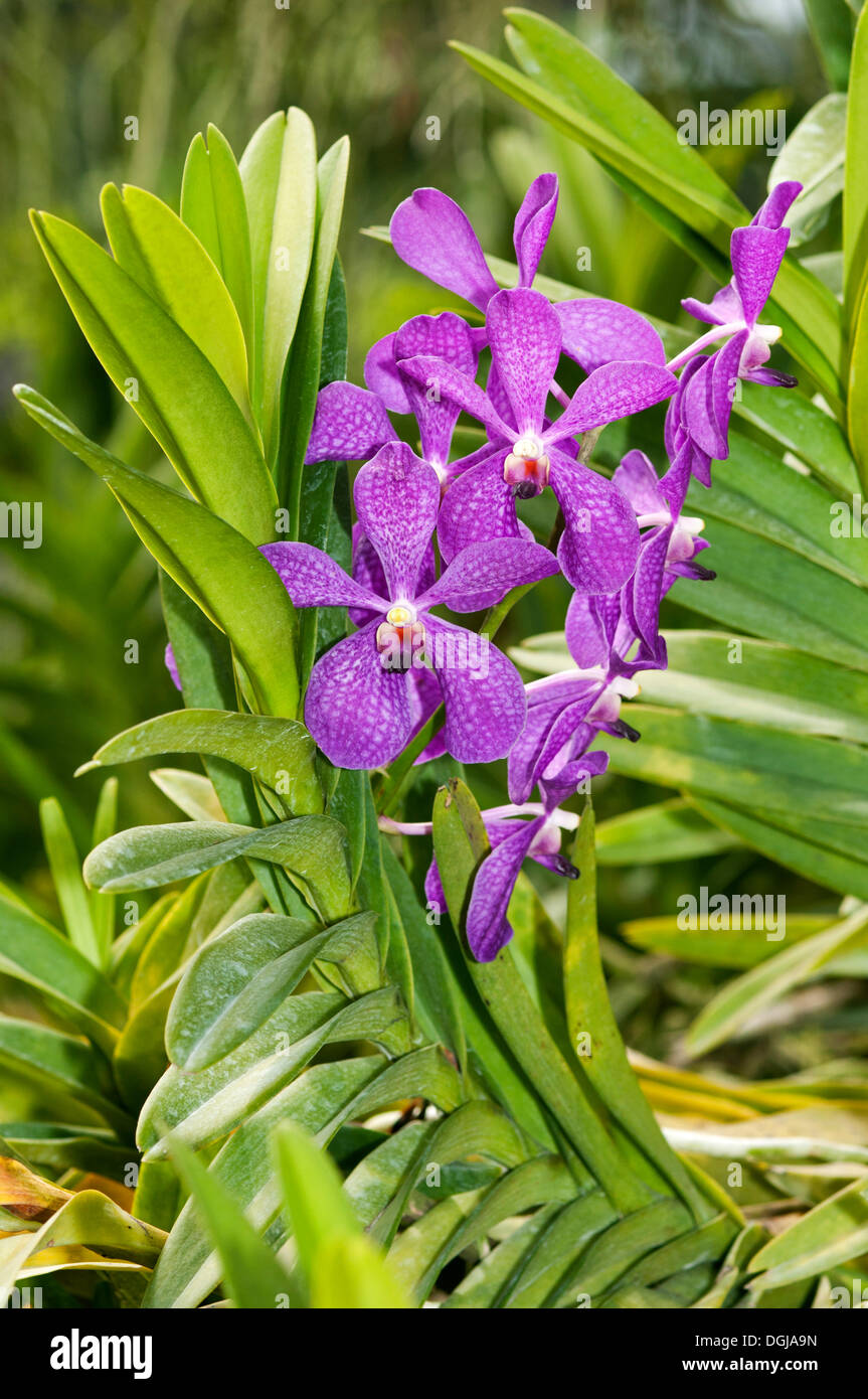 Tropical Orchid (Orchidaceae), Vanda hybrid, Mokara, Phuket, Thailand Stock Photo