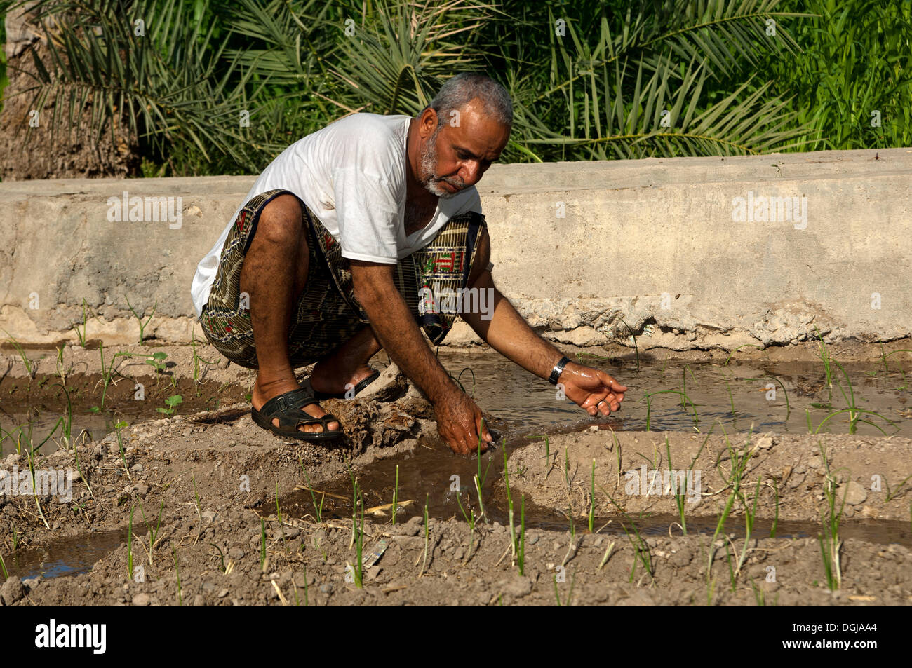 Omani man controlling the irrigation canals in the garden of an oasis, Al Hamra, Ad Dakhiliyah, Oman Stock Photo