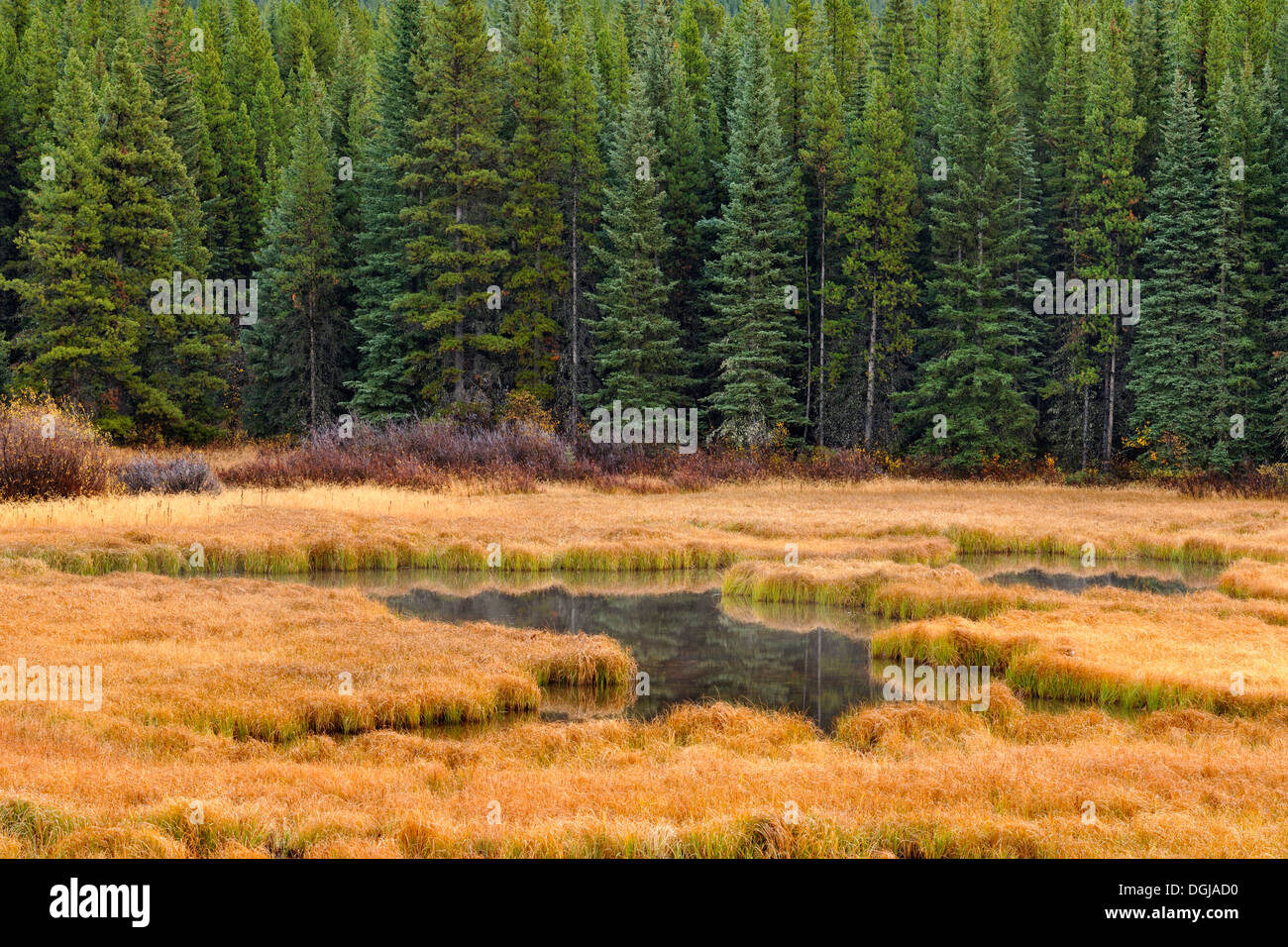 Wetland grasses in Peter Lougheed Provincial Park Kananaskis Country Alberta Canada Stock Photo