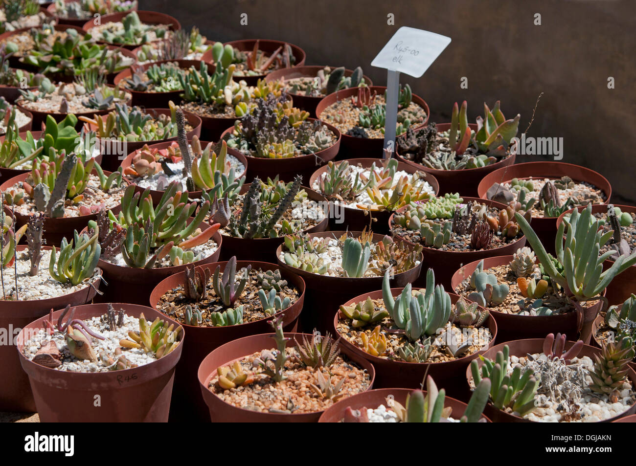 Succulent plants for sale in the world's largest succulent nursery