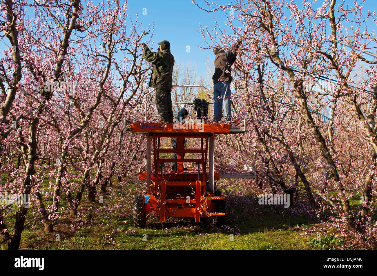 Gardeners cutting Peach trees (Prunus persica) at an orchard while they are blossoming, Castelnou, Pyrénées-Orientales, France Stock Photo