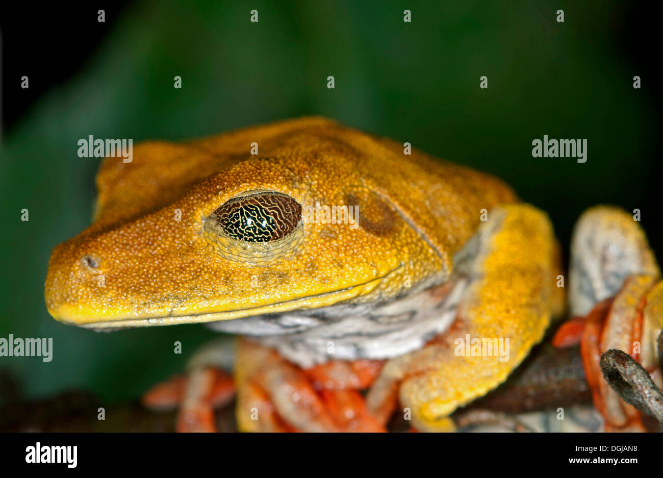 Map Tree Frog (Hypsiboas geographicus), Tambopata Nature Reserve, Madre de Dios Region, Peru Stock Photo
