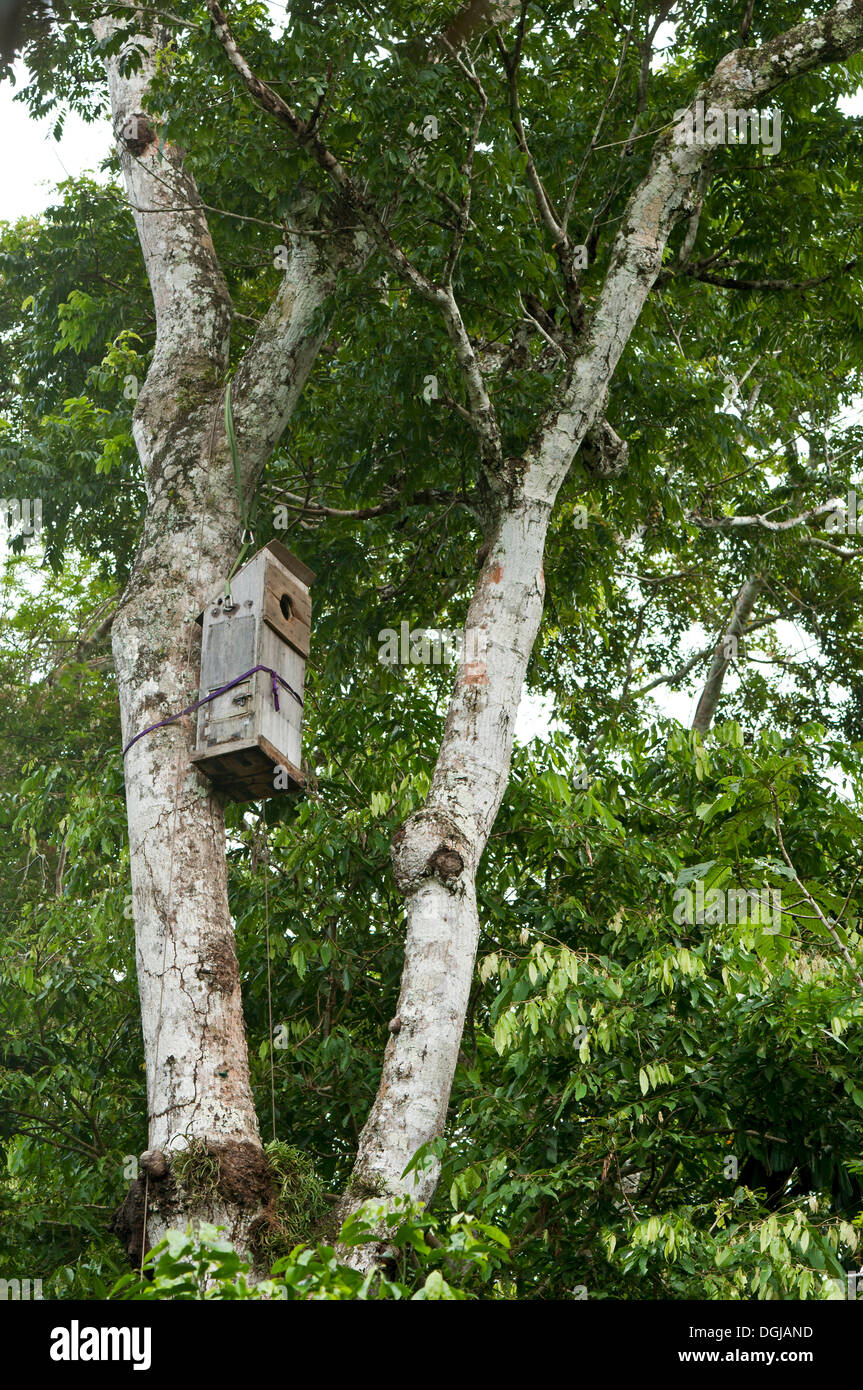 Macaw nest trees hi-res stock photography and images - Alamy - Natural Wood Macaw Enclosures