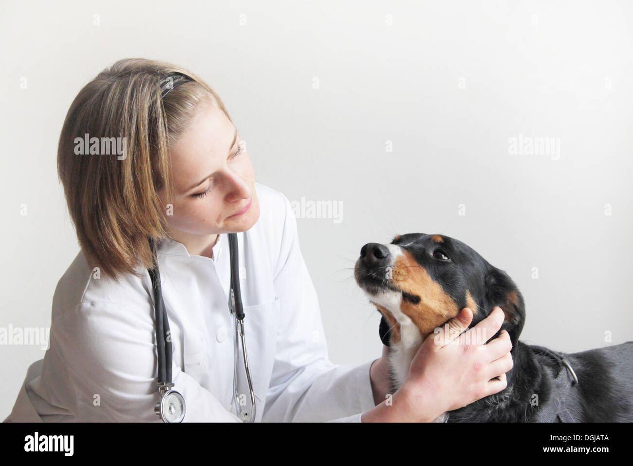 Female veterinarian examining dogs face Stock Photo