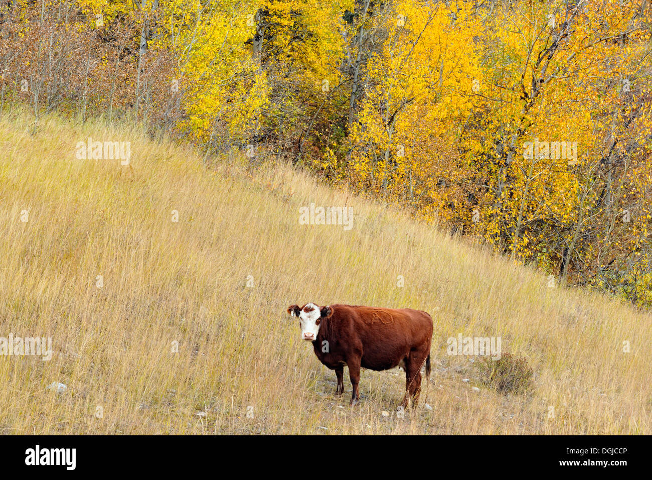 Autumn aspens and cattle near Longview Alberta Canada Stock Photo