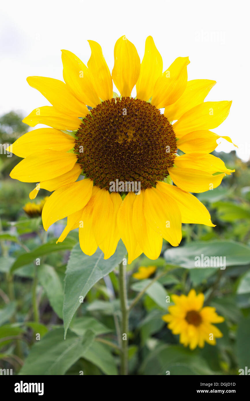 Bright yellow sunflower in allotment Stock Photo