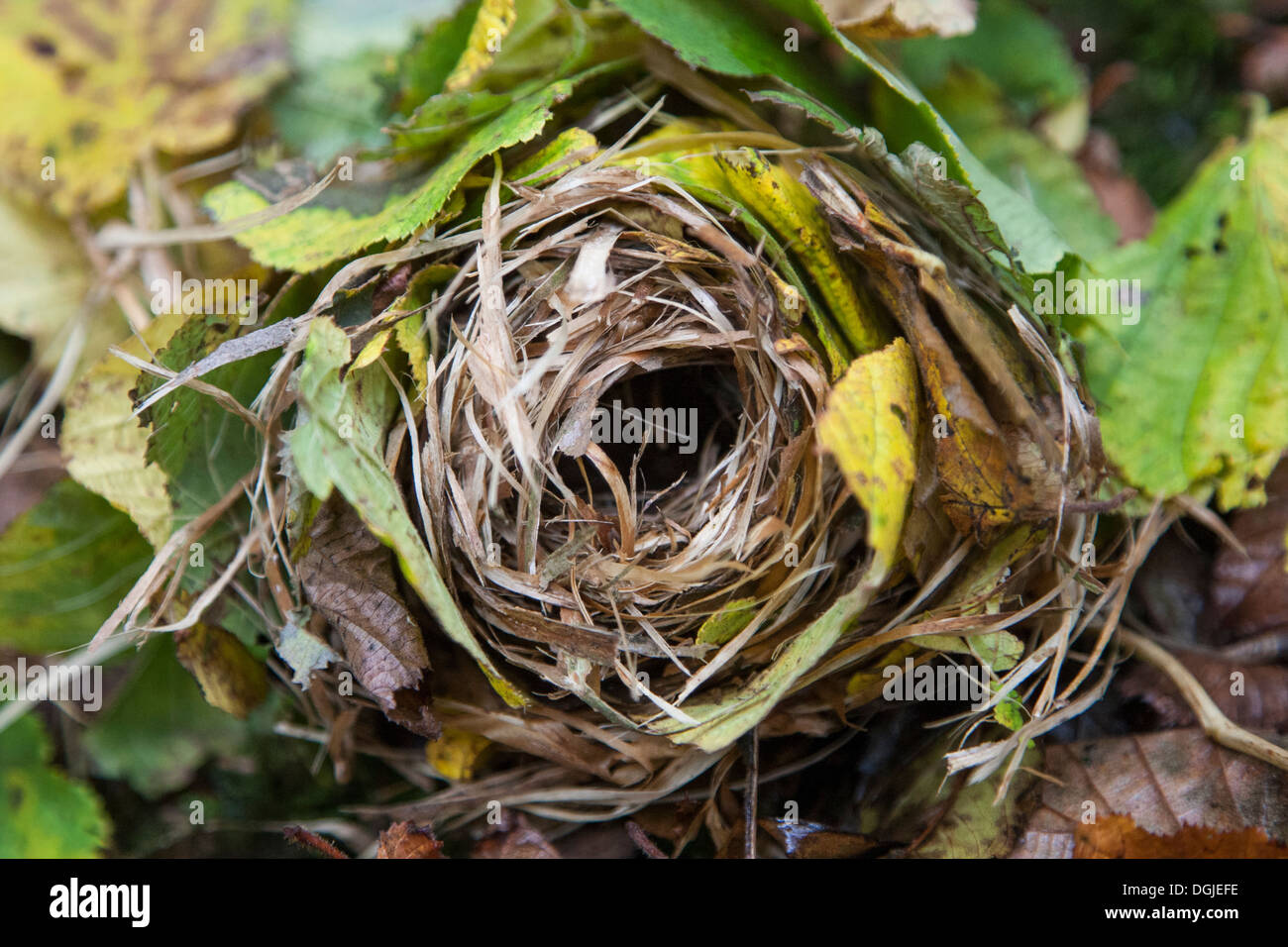 Common Dormouse (Muscardinus avellanarius) natural nest in Hazel Woodland, Yorkshire Dales, UK Stock Photo