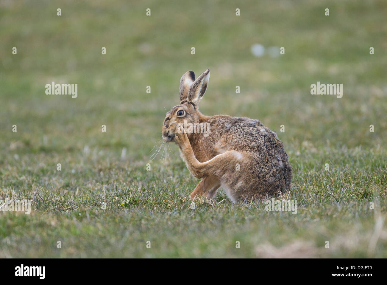 European Brown Hare (Lepus europaeus) single adult, grooming in pasture, Spring, Yorkshire Dales, UK Stock Photo