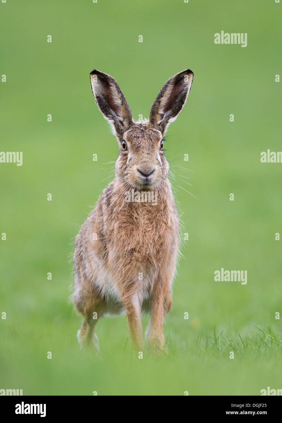 Brown Hare, Lepus europaeus, Single adult male standing in green pasture, Spring, Yorkshire Dales, England, UK Stock Photo