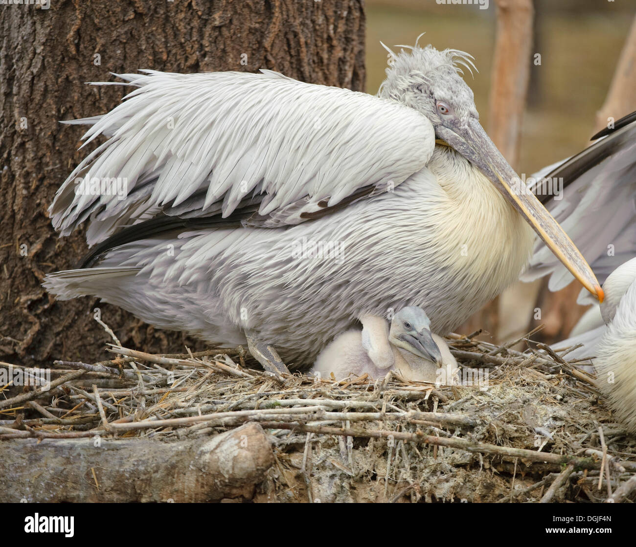 Dalmatian Pelican Pelecanus Crispus With Young Schoenbrunn Zoo dalmatian-pelican-pelecanus-crispus-with-young-schoenbrunn-zoo