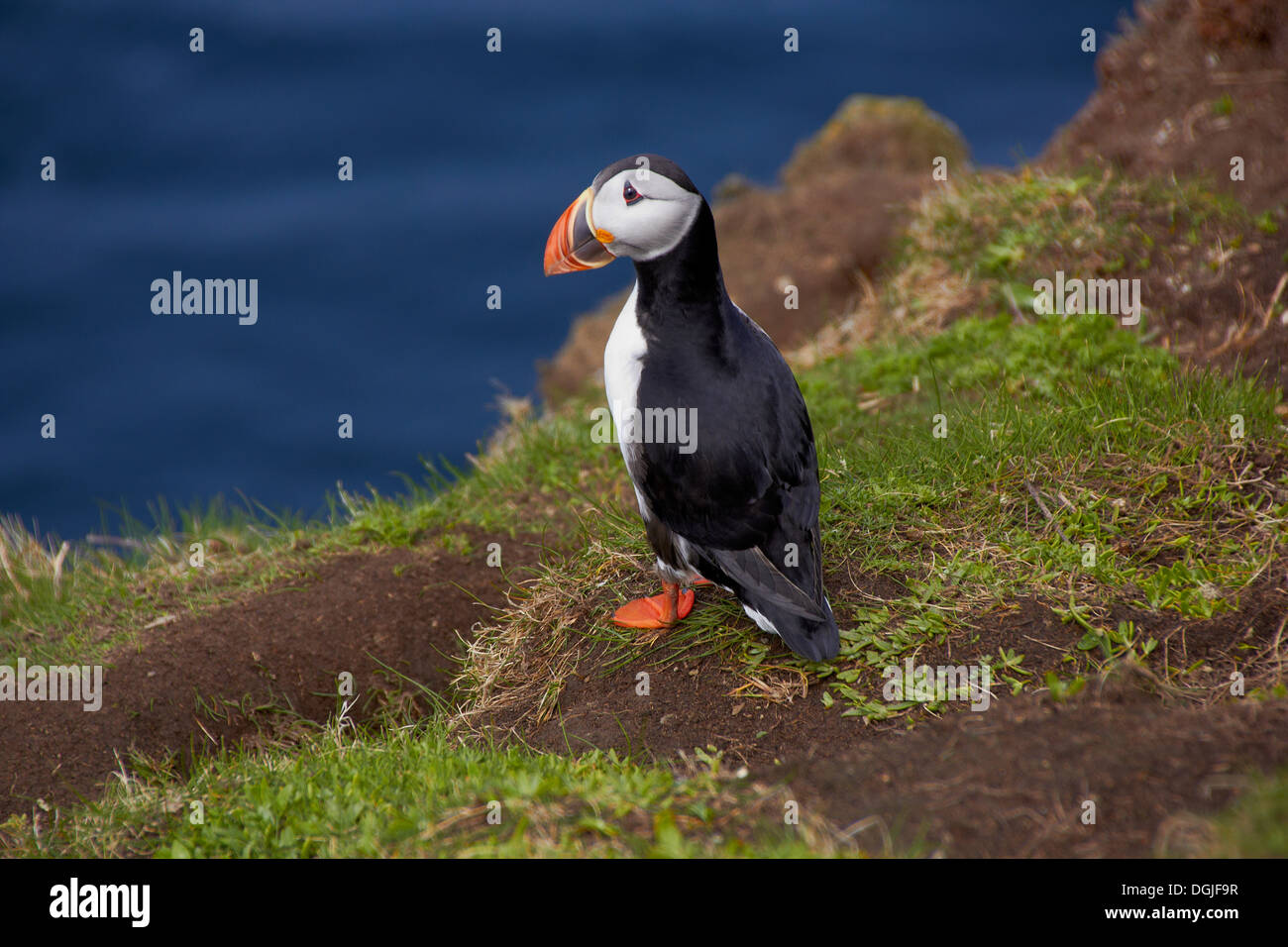 Puffin on cliff ledge. Stock Photo