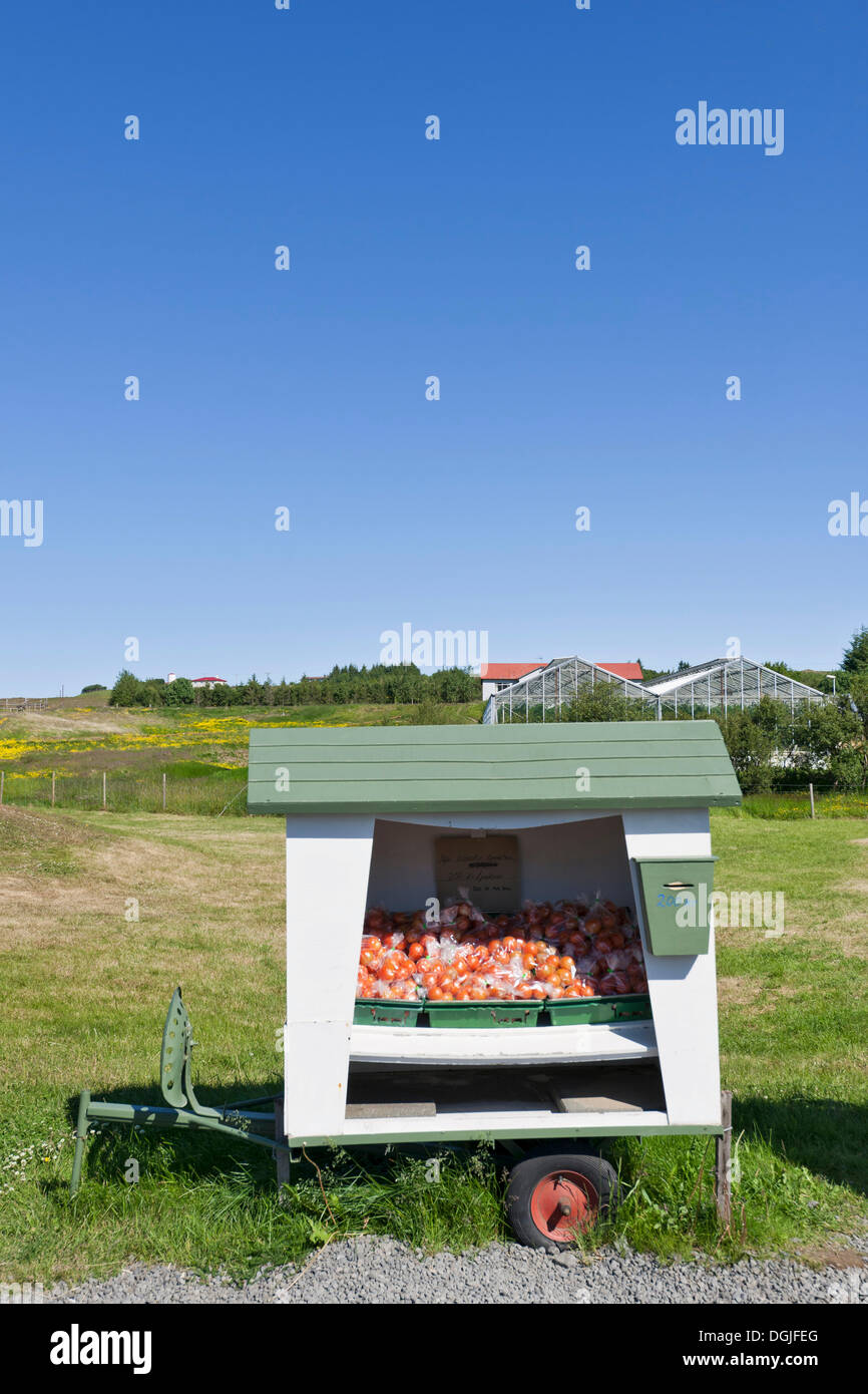 Fresh tomatoes from greenhouses heated with geothermal energy, Deildartunguhver hotspring, Reykholtsdalur, Iceland, Europe Stock Photo