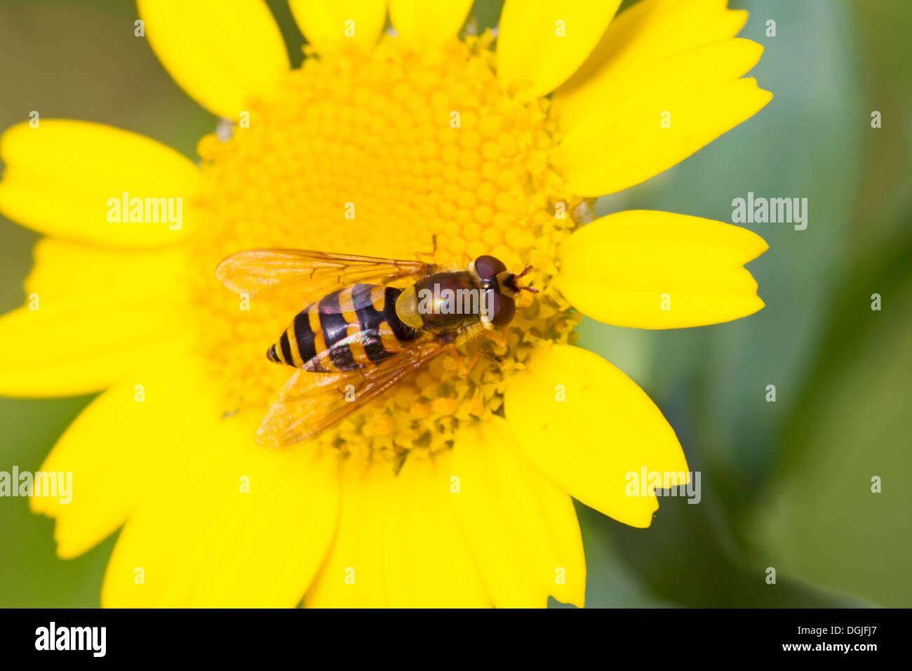 A hoverfly feeding on a marigold Stock Photo