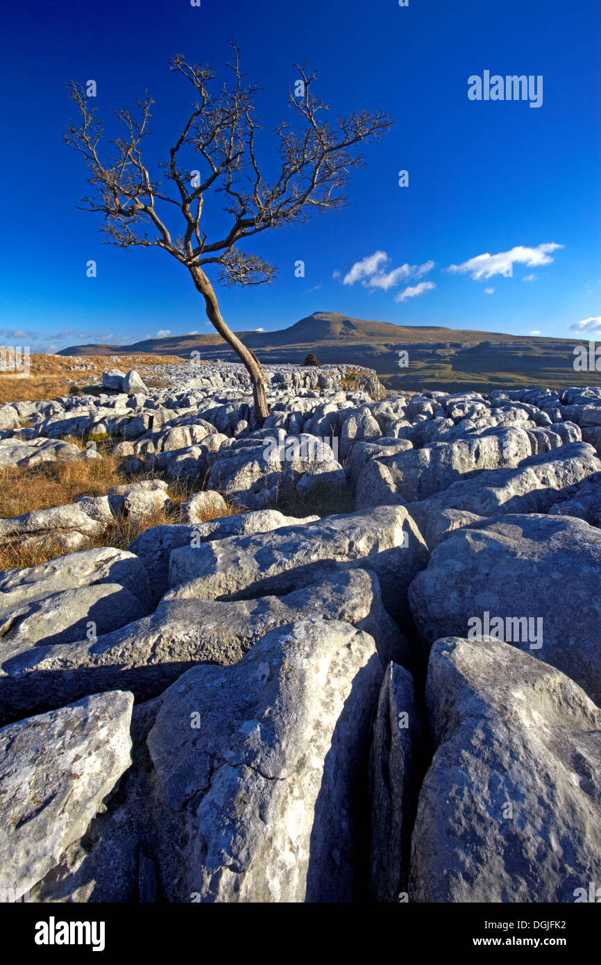 A solitary hawthorn tree growing out of limestone pavement. Stock Photo