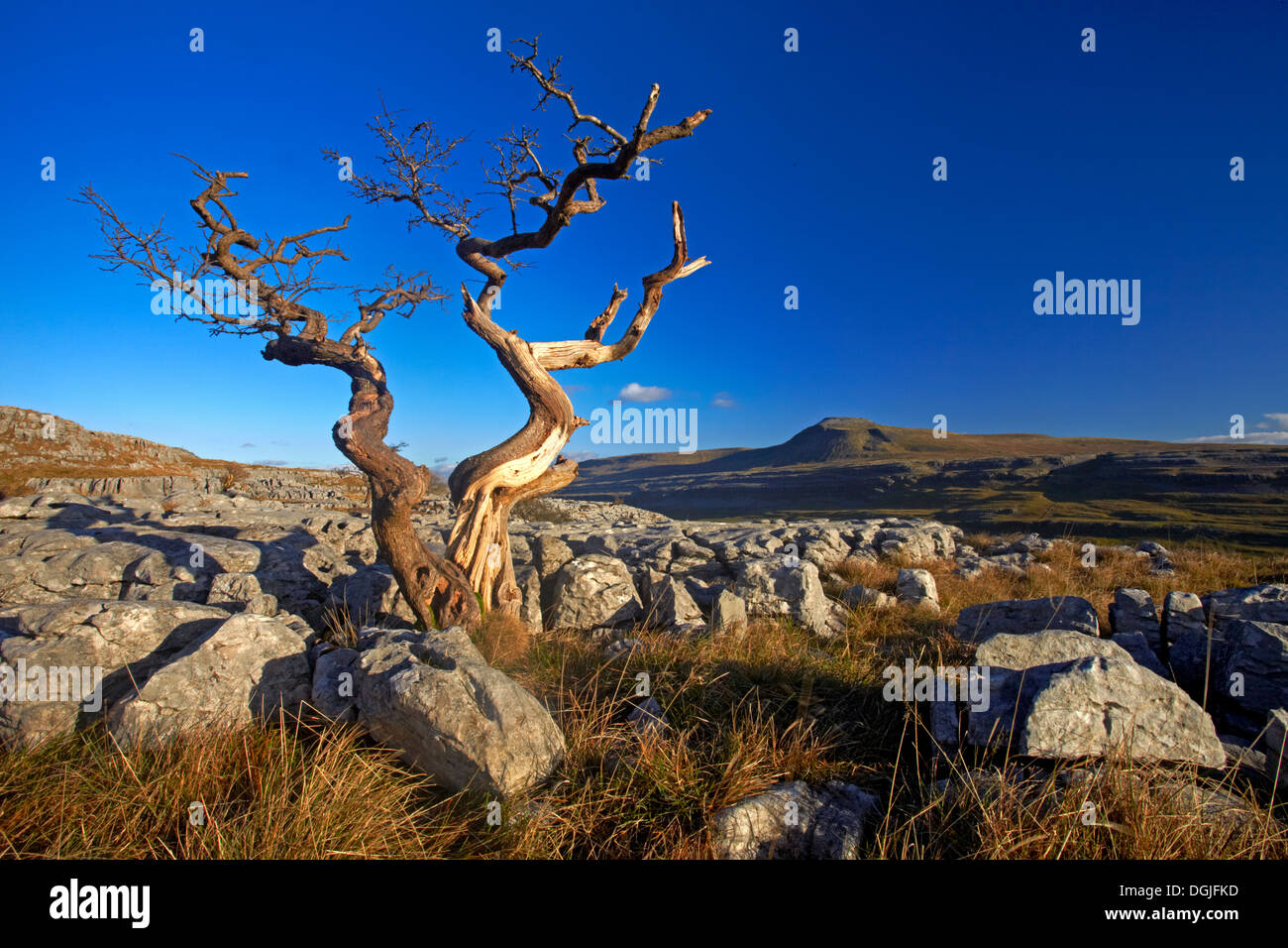 A solitary weatherbeaten tree growing on a limestone pavement. Stock Photo