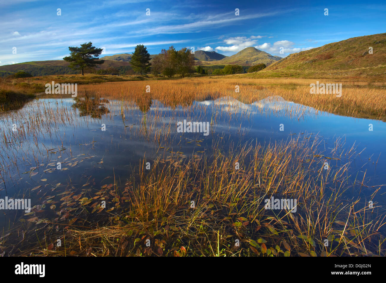 Coniston Old Man which is one of Lakeland's iconic fells reflected in the reed covered water of Kelly Hall Tarn. Stock Photo