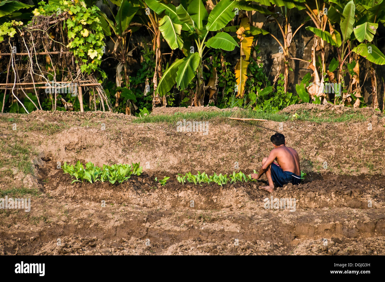 A Thai male planting crops on the banks of the Chayo Praya River. Stock Photo
