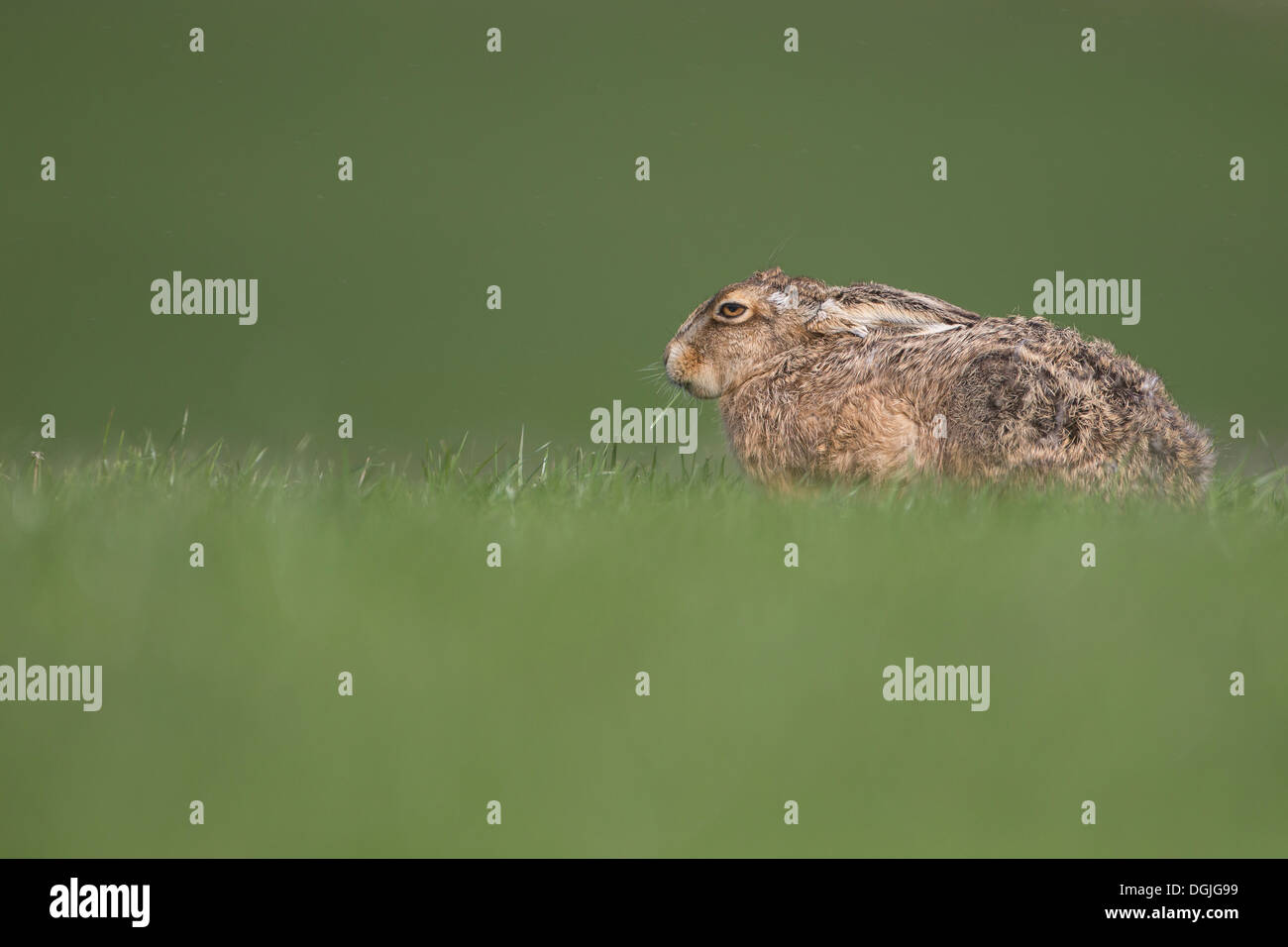 European Brown Hare (Lepus europaeus) single adult, feeding in pasture, Spring, Yorkshire Dales, UK Stock Photo