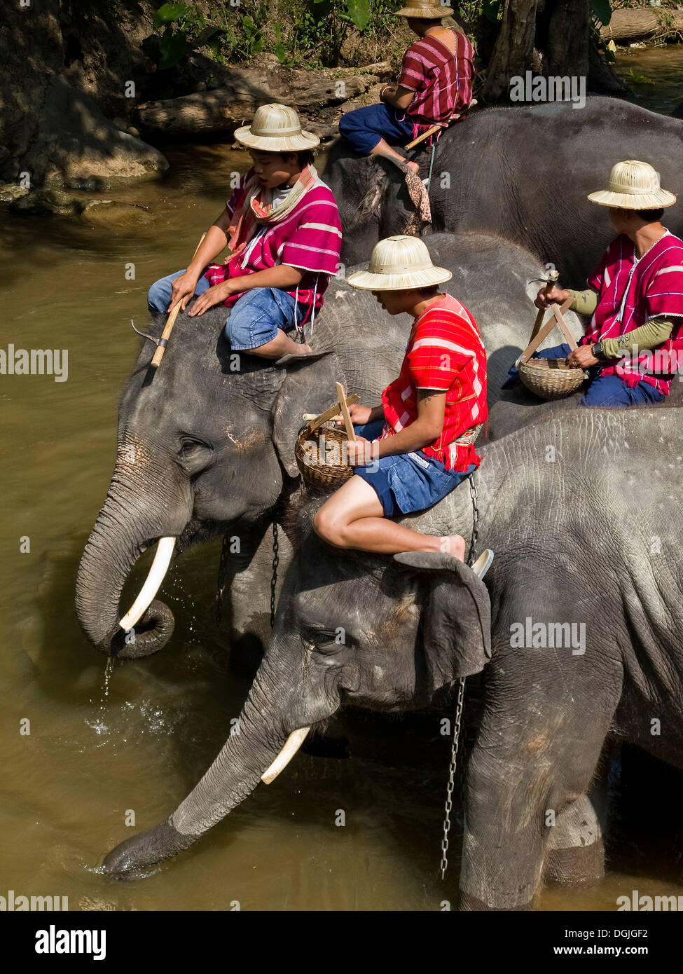 Elephants and their mahouts entering a river at the Maesa Elephant Camp in Chiang Mai in Thailand. Stock Photo