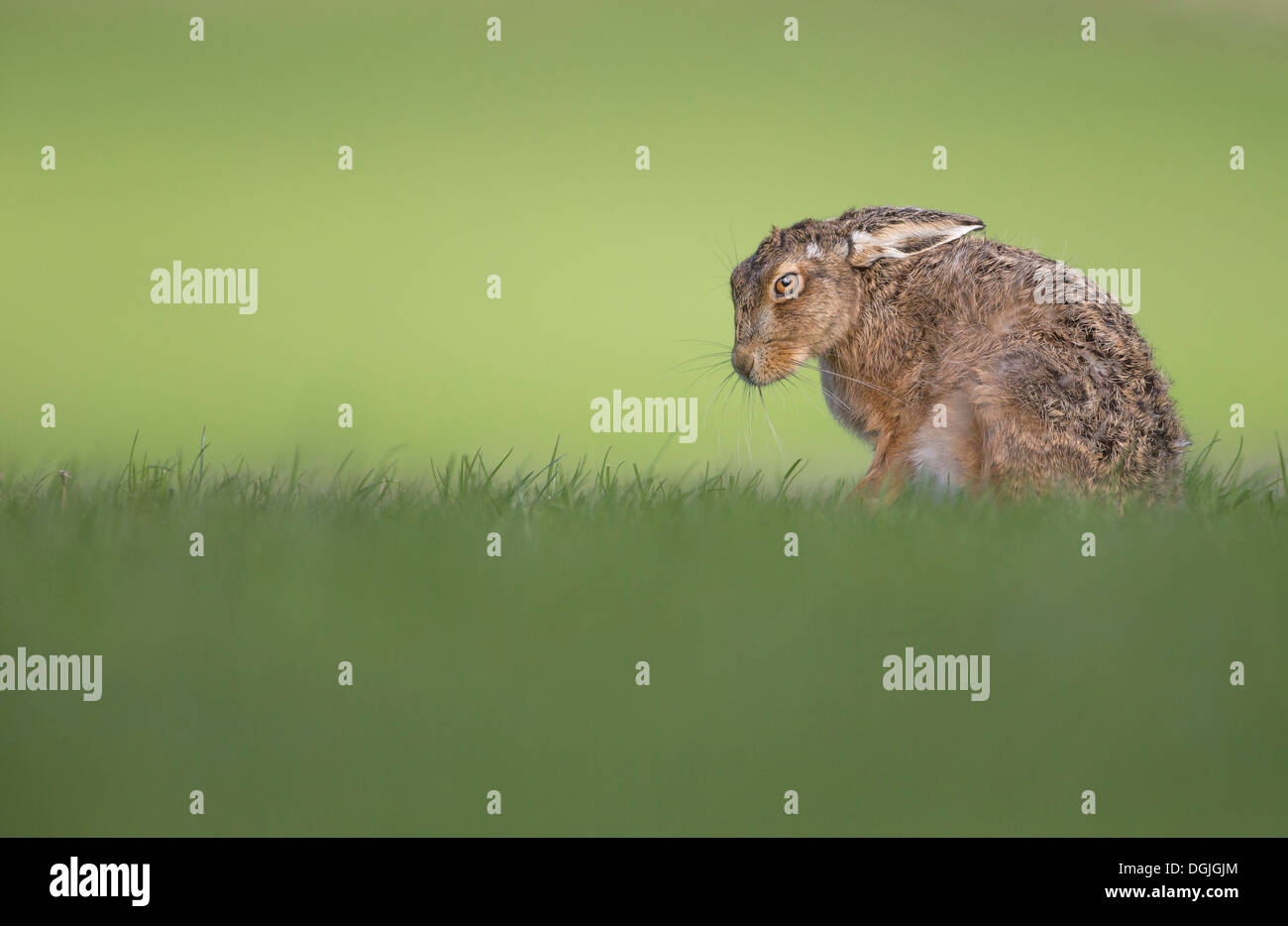 European Brown Hare (Lepus europaeus) single adult, resting in pasture, Spring, Yorkshire Dales, UK Stock Photo