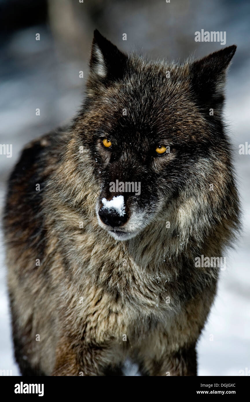 Black phase Gray Wolf (Canis lupus) Grey Wolf Portrait in fresh snow, Montana, USA. Stock Photo