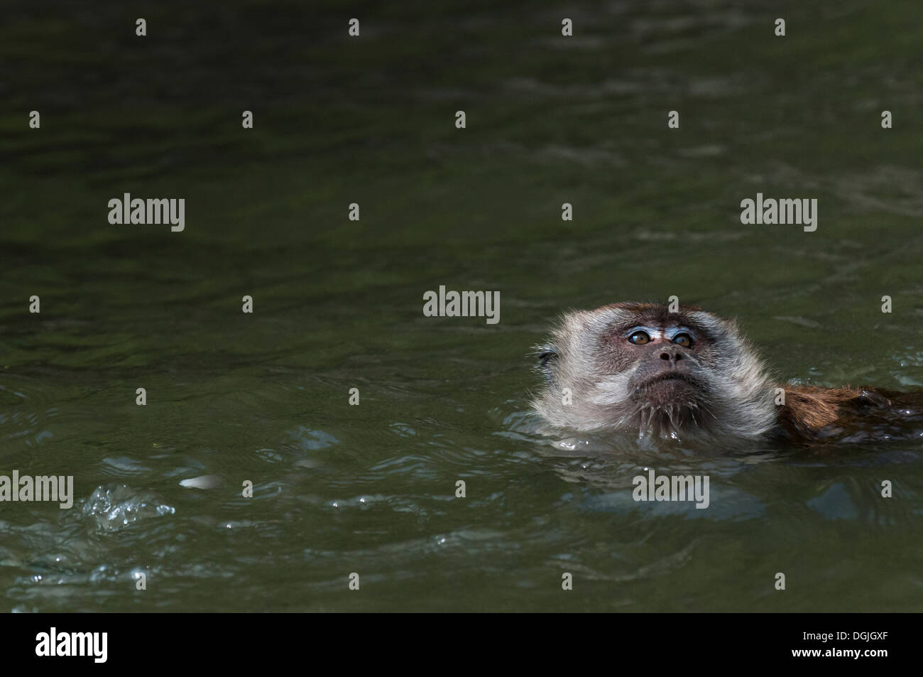 A Macaque monkey swimming. Stock Photo