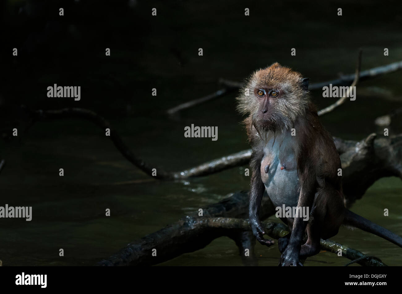 A Macaque monkey. Stock Photo