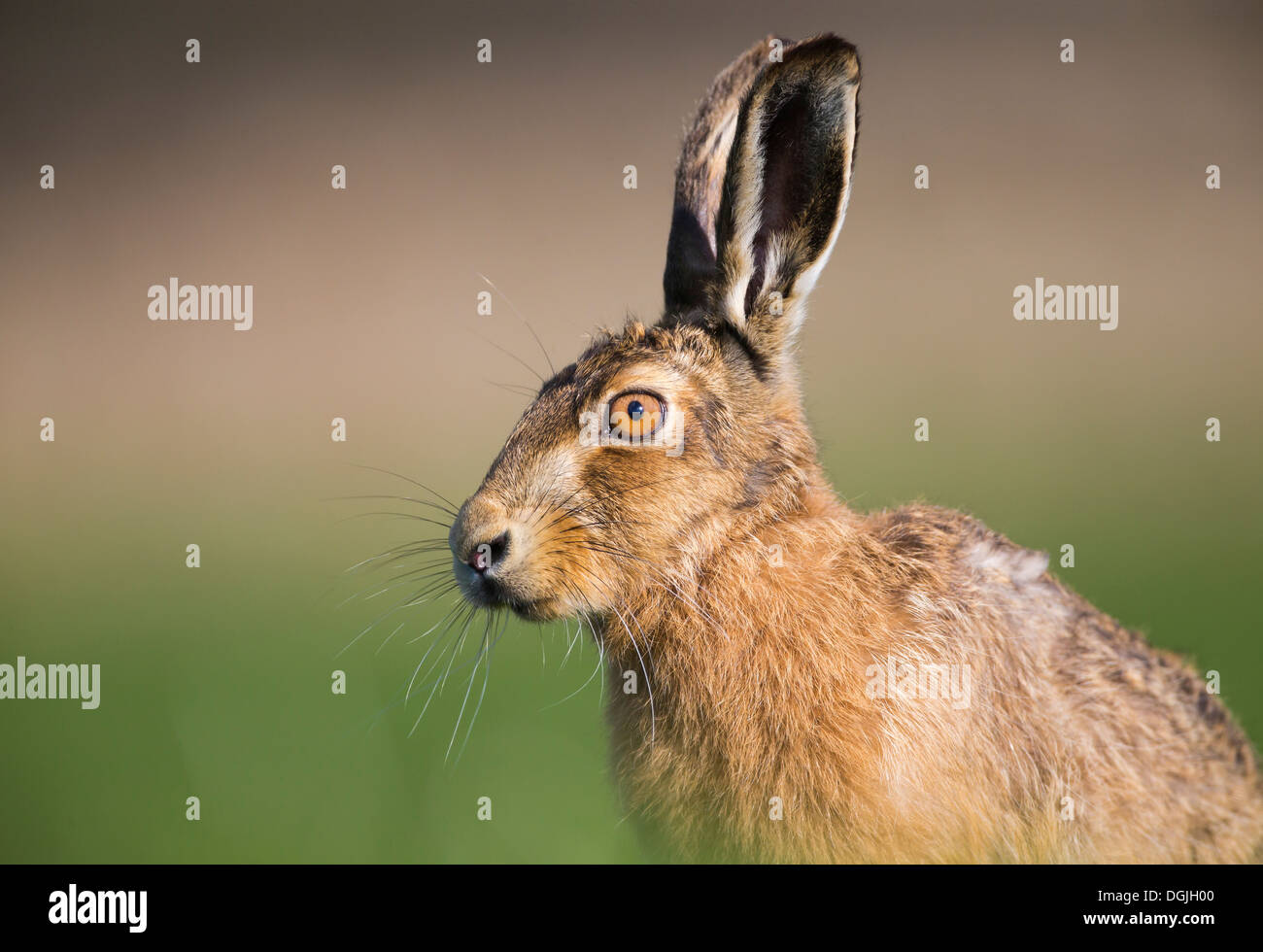 European Brown Hare (Lepus europaeus) single adult, close-up of head in early evening light, Spring, Yorkshire Dales, UK Stock Photo