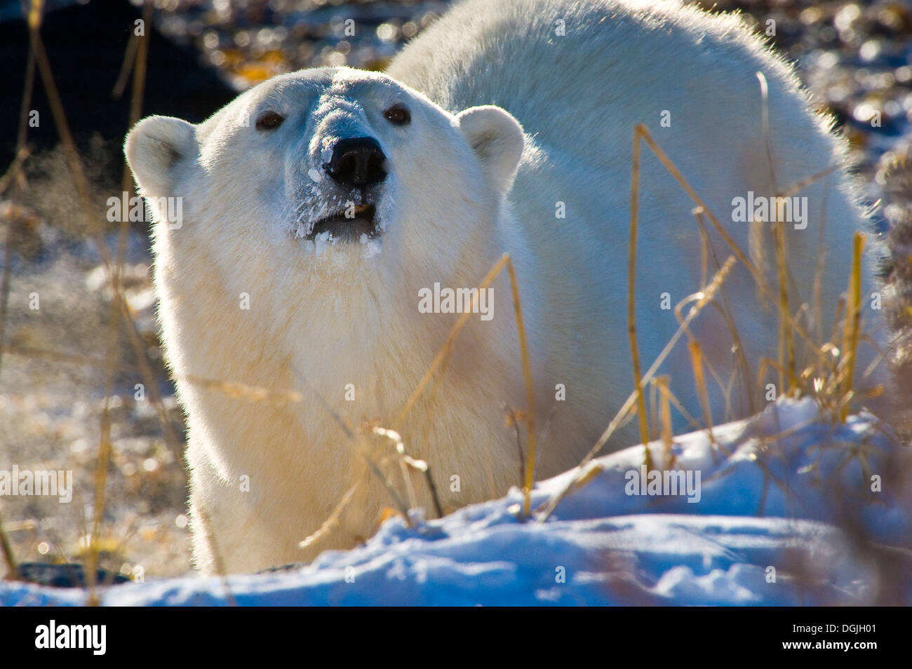 Polar Bear (Ursa maritimus) on sub-arctic Hudson Bay ice and snow, Churchill, MB, Canada Stock Photo