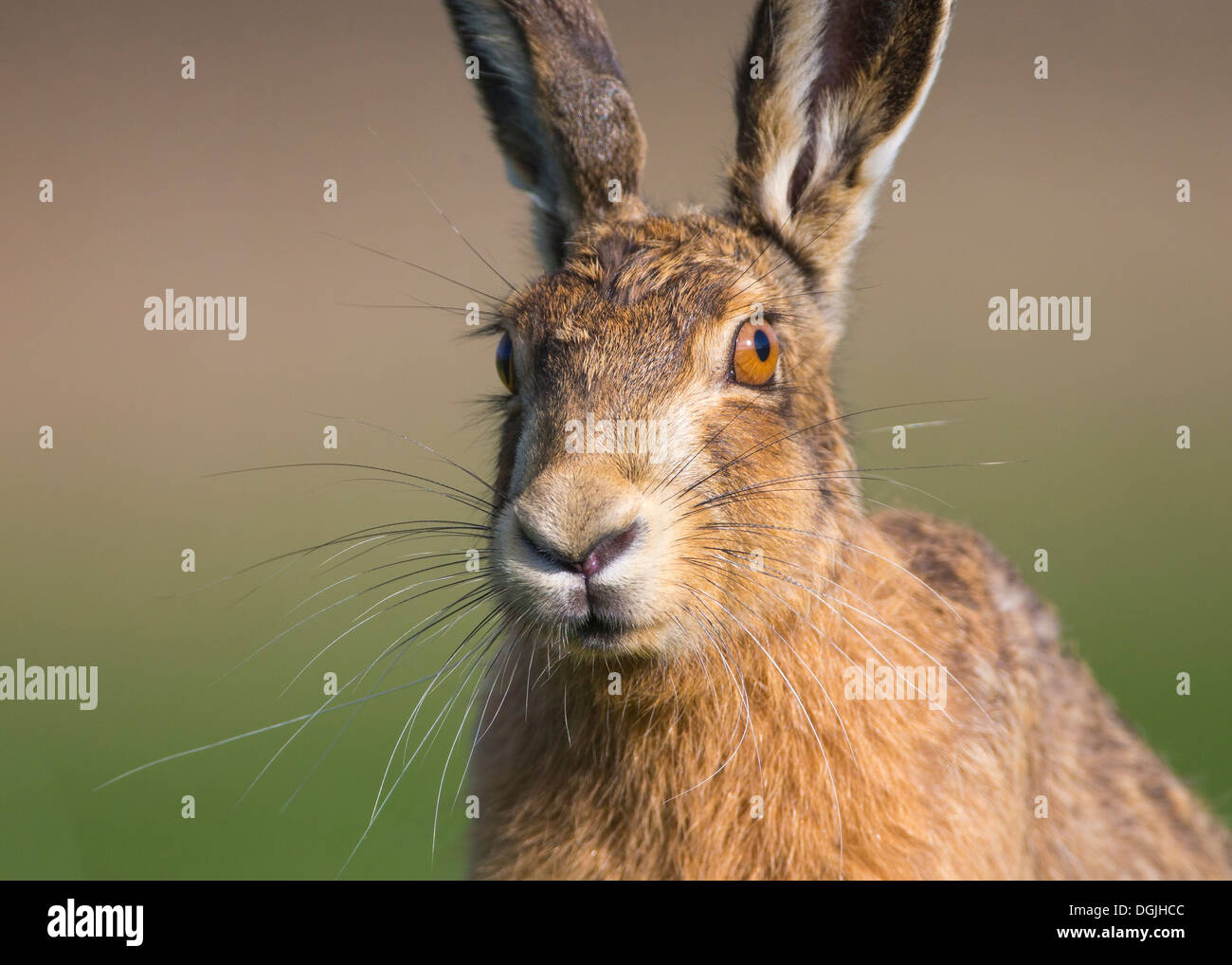 European Brown Hare (Lepus europaeus) single adult, close-up of head in early evening light, Spring, Yorkshire Dales, UK Stock Photo