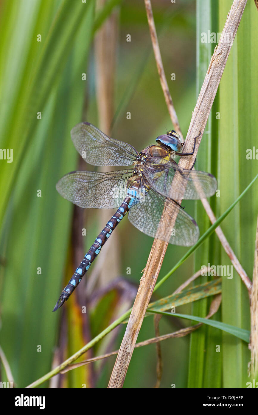 Male Migrant Hawker dragonfly Stock Photo