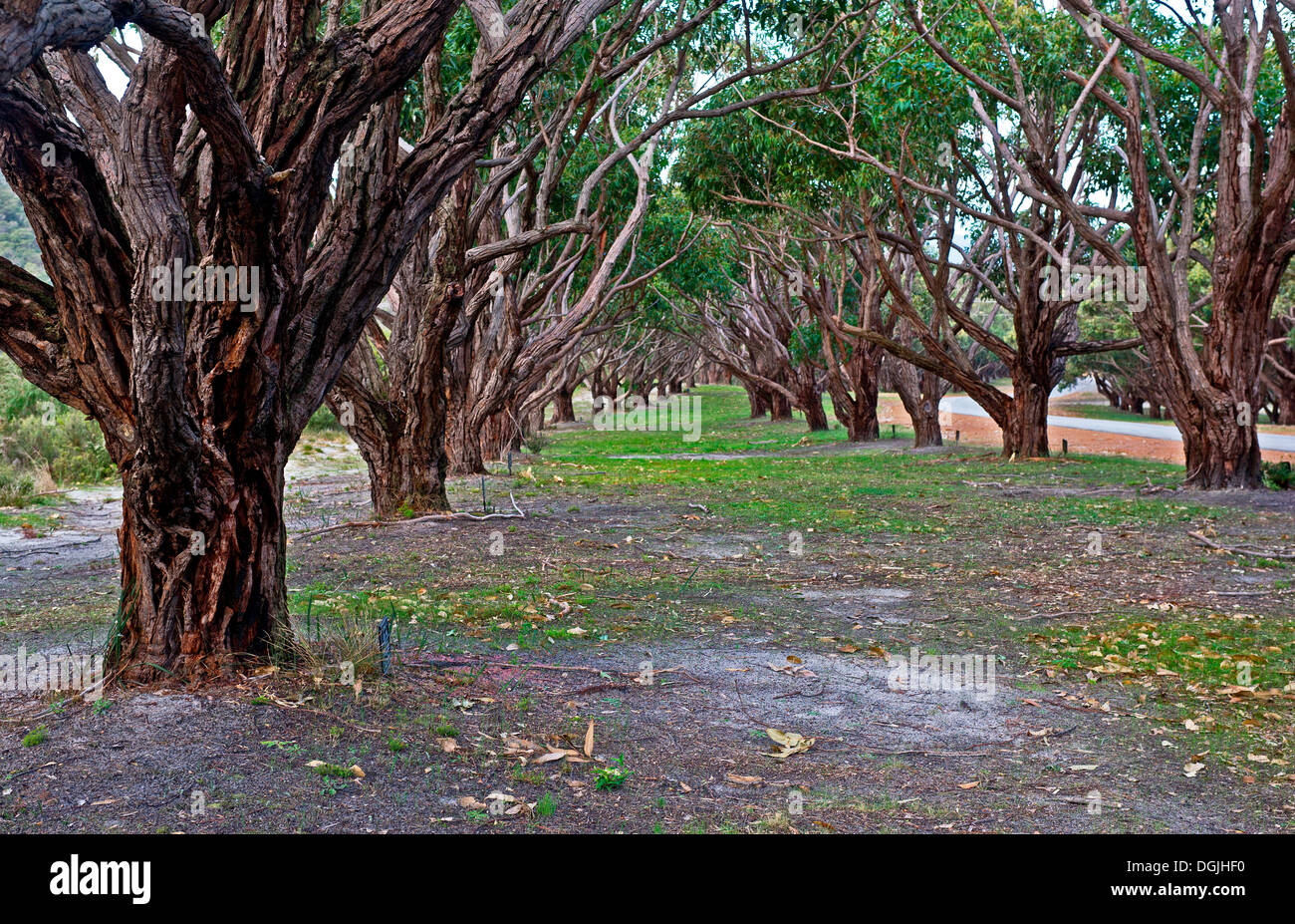 The Avenue of Honour in Albany in Western Australia. Stock Photo
