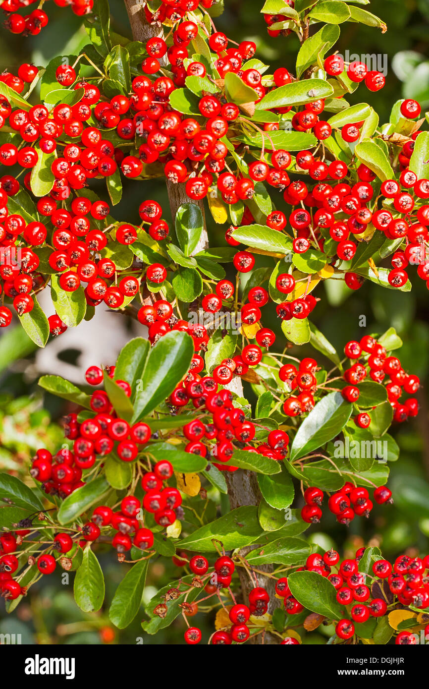 Pyracantha  berries Stock Photo