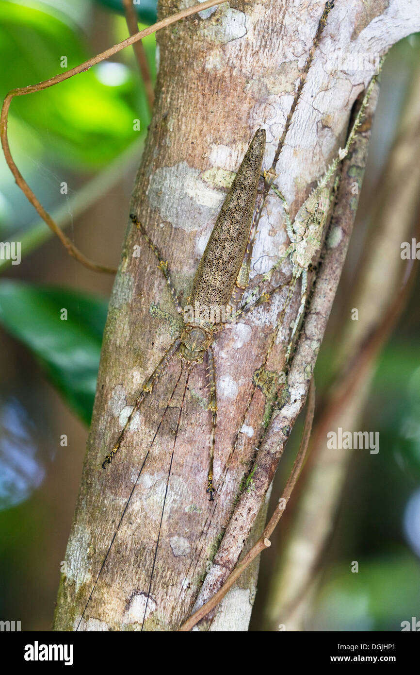 Camouflaged grasshoppers on a tree trunk in the rainforest, Daintree National Park, northern Queensland, Australia Stock Photo