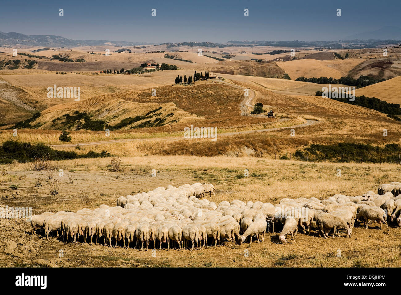 Flock of sheep feeding in Tuscan field, Italy Stock Photo - Alamy