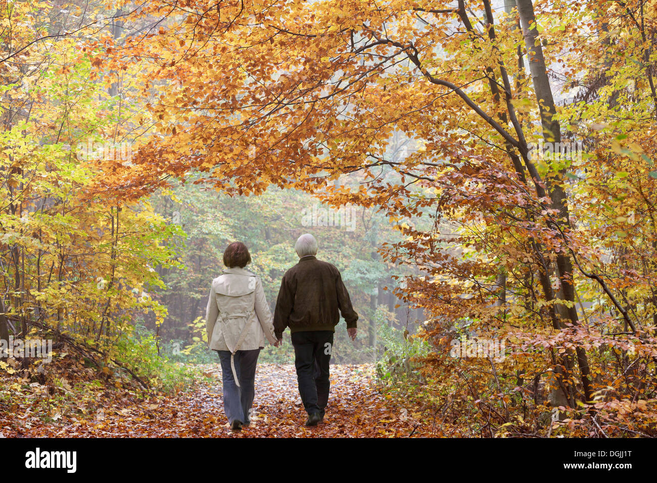Senior couple strolling through a beech forest in autumn, rear view, Waldgebiet Harrl, Bad Eilsen, Lower Saxony, Germany Stock Photo