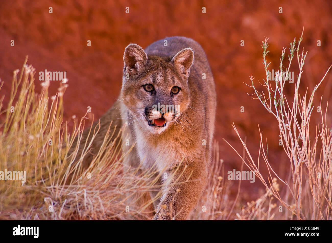 Mountain Lions in the mountains of Montana, United States Stock Photo