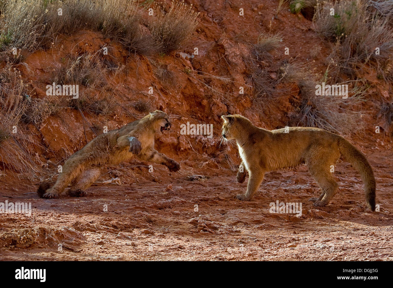 Mountain Lions in the mountains of Montana, United States Stock Photo