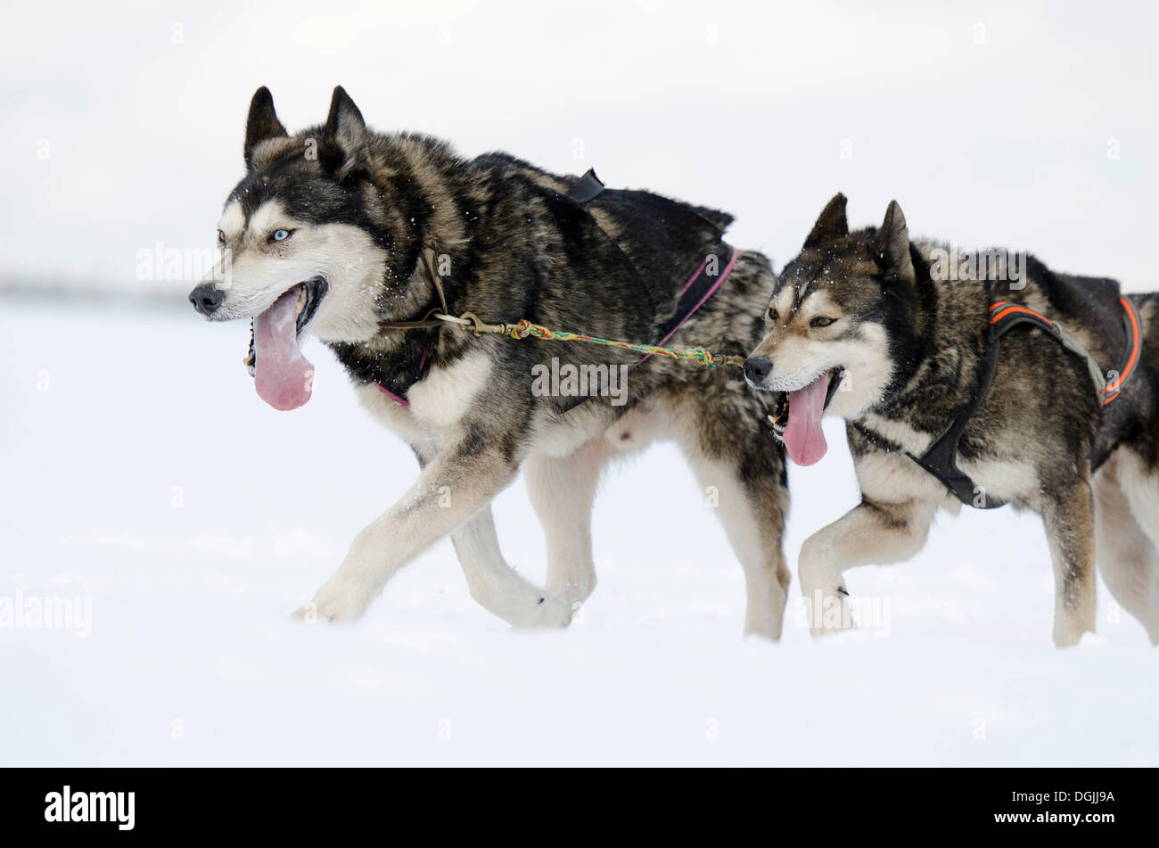 Two sled dogs, Siberian Huskies, lead dogs of a sled dog team, Harz, Clausthal-Zellerfeld, Lower Saxony, Germany Stock Photo