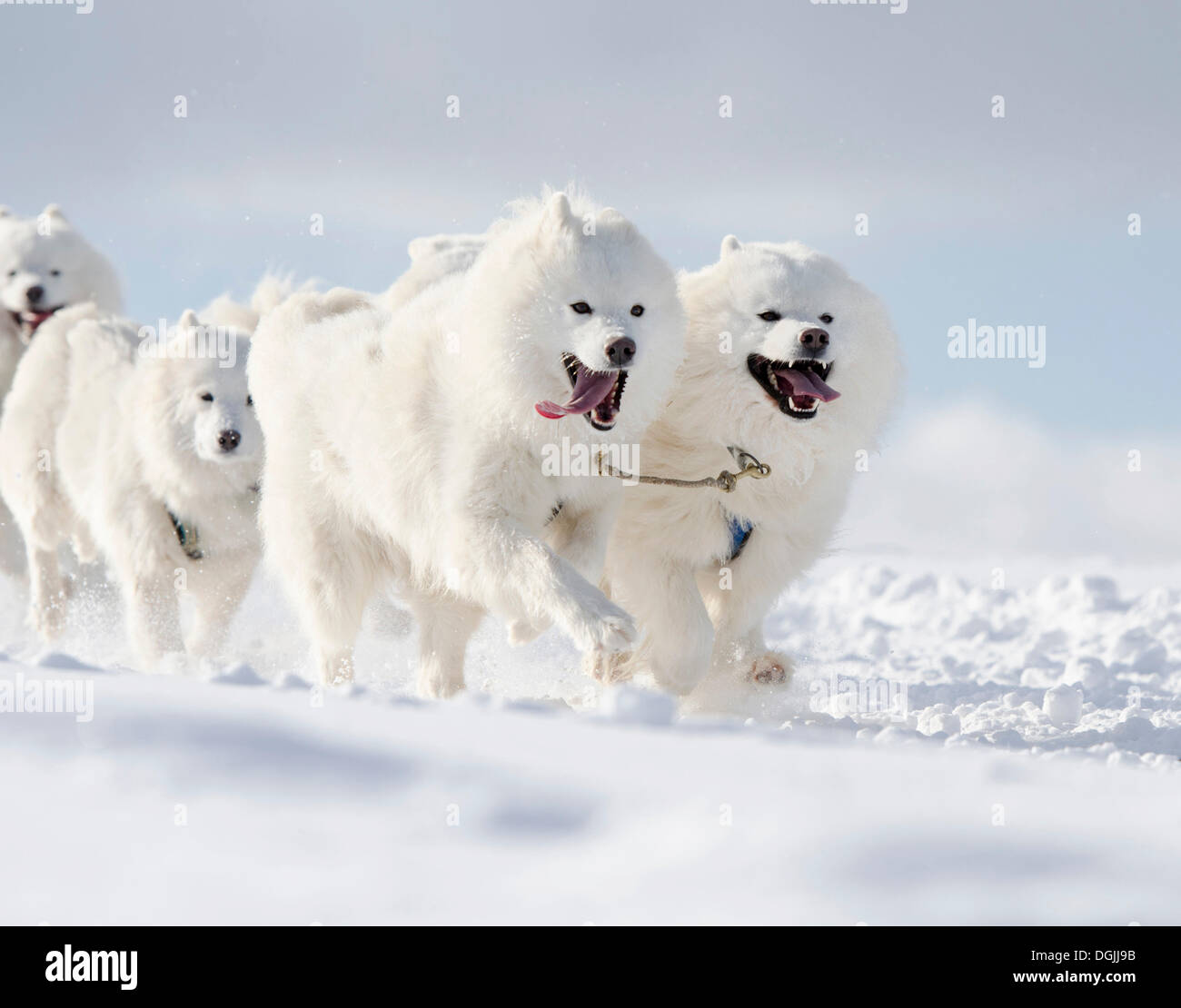 Four white sled dogs, Samoyed dogs, lead dogs of a sled dog team, Harz