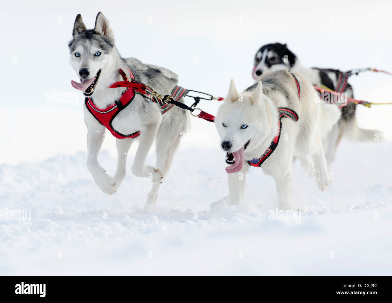 Three sled dogs, Siberian Huskies, sled dog race, Harz, Clausthal