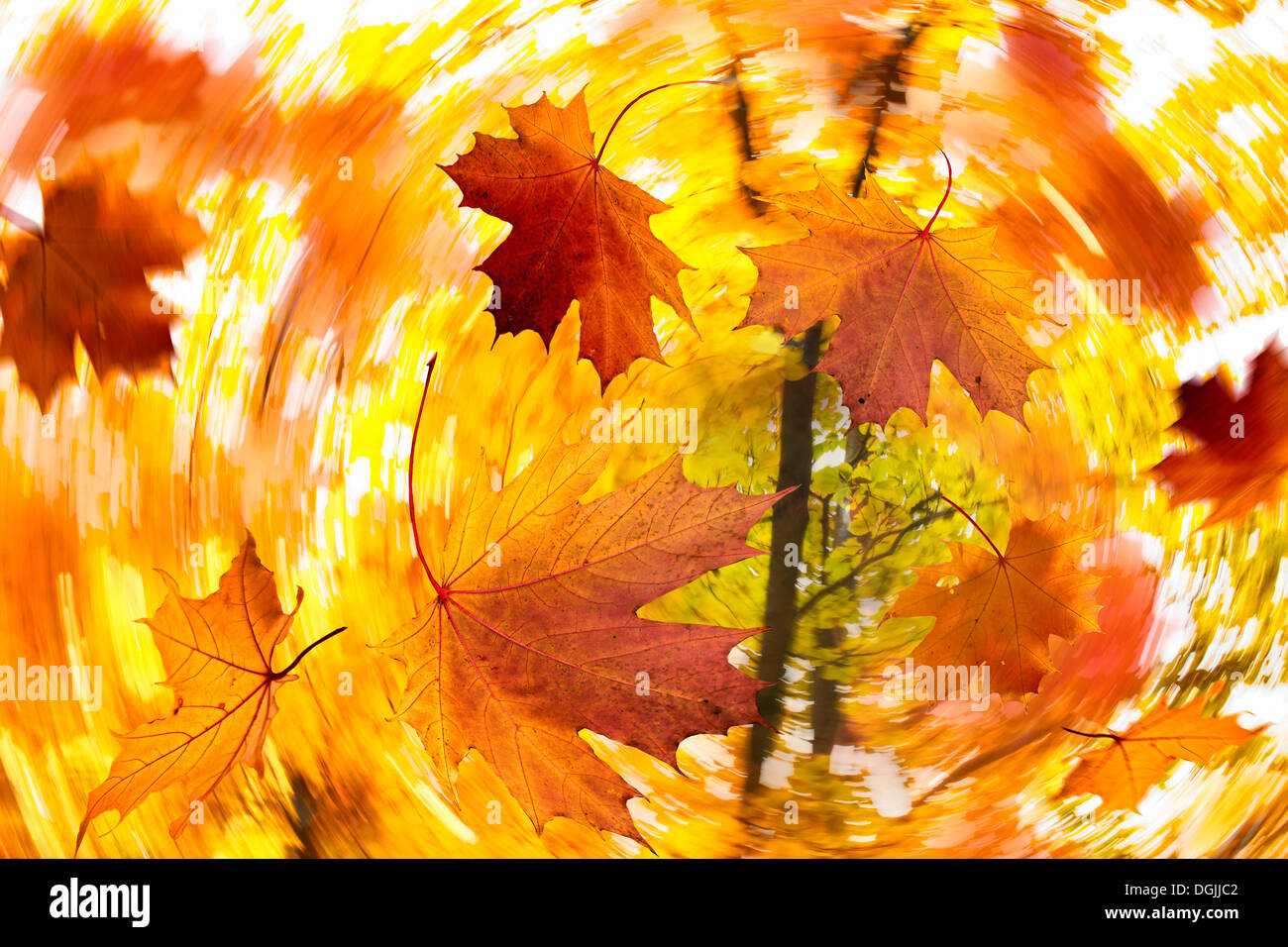 Leaves, autumn, composite image Stock Photo