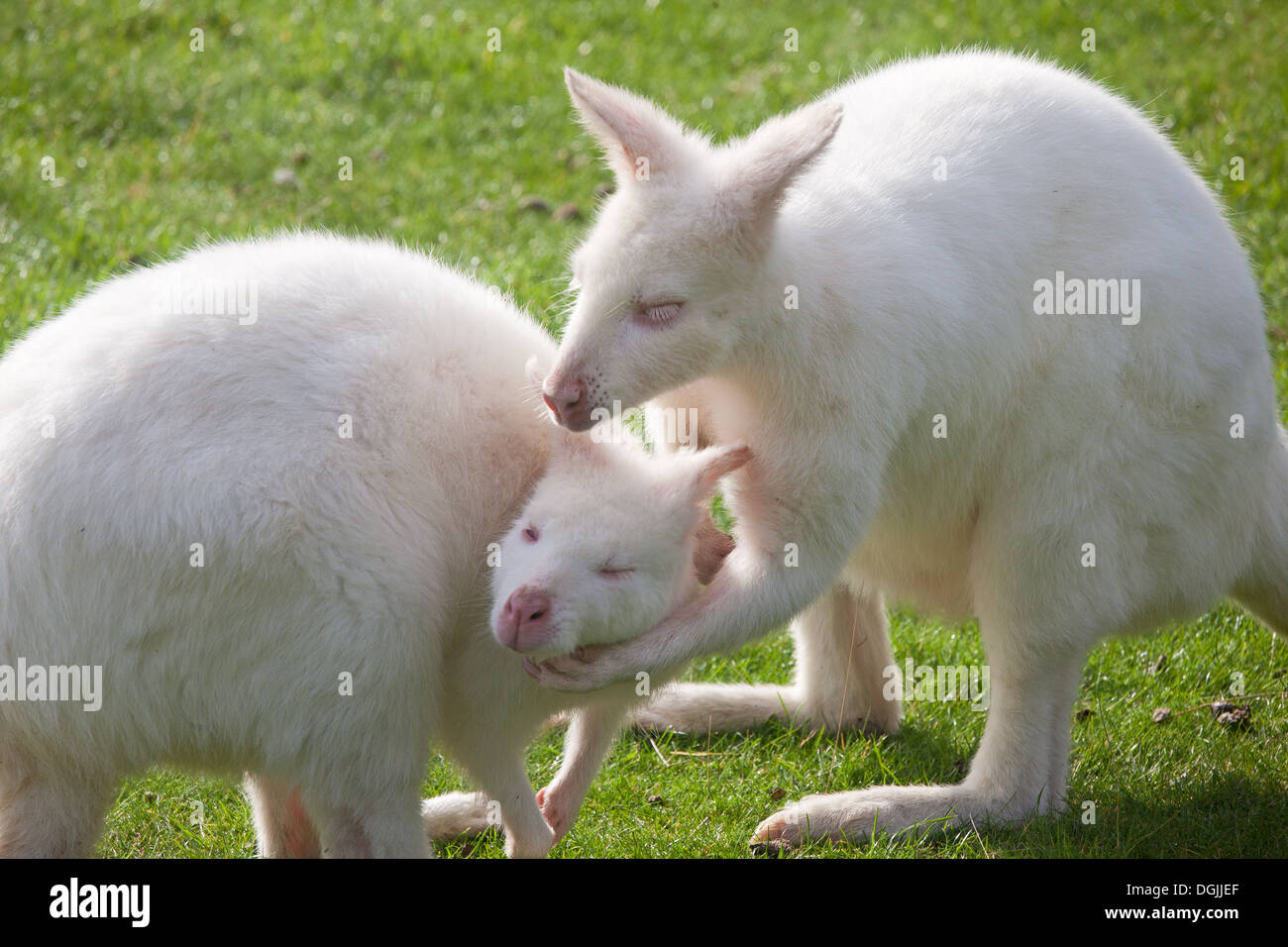 White Albino Bennett's Wallabies Stock Photo