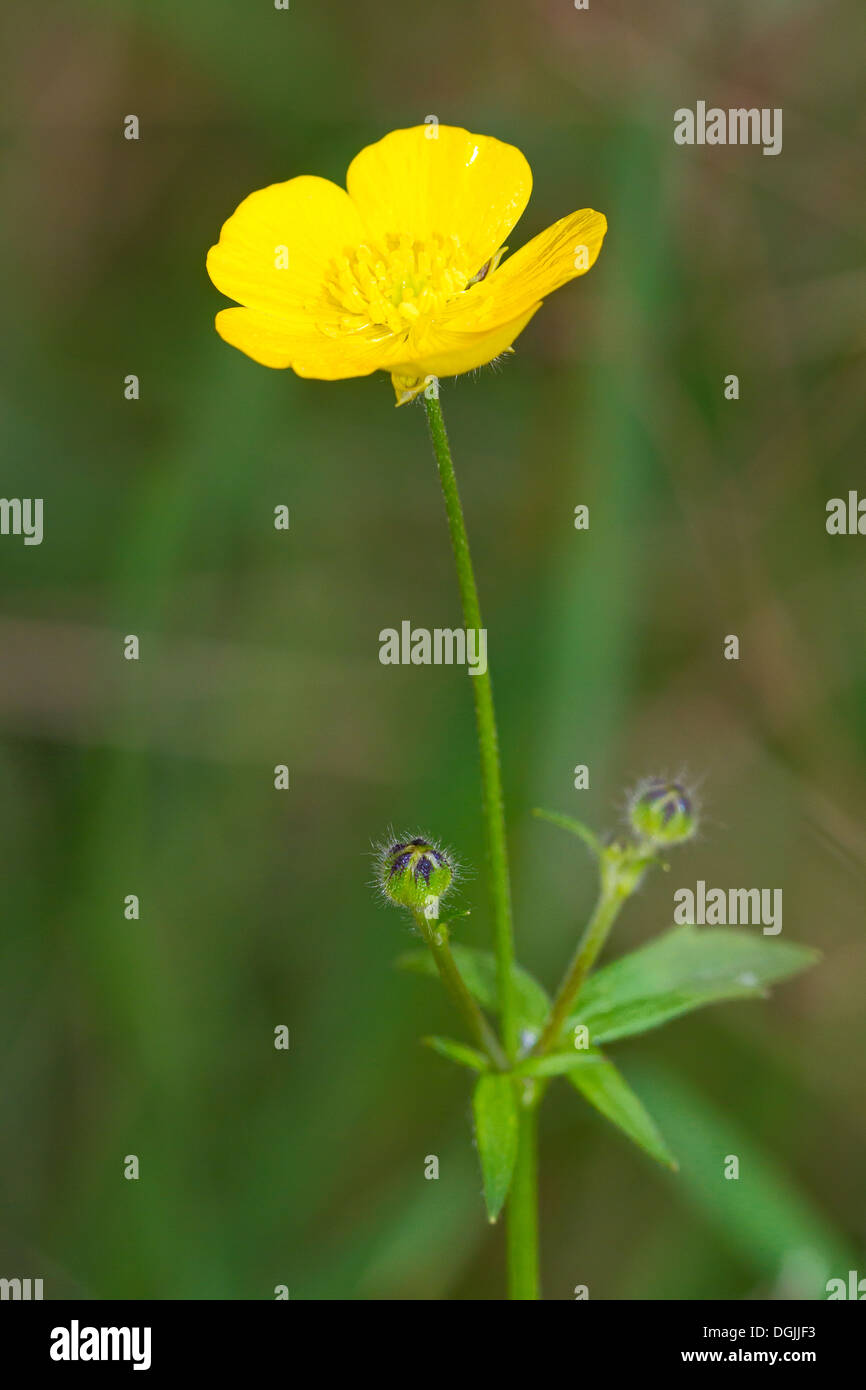 A buttercup flowering in mid-October Stock Photo