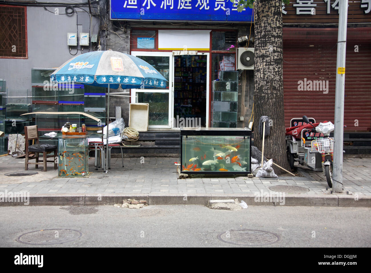 Window of a pet shop, Beijing, China, People's Republic of China Stock Photo