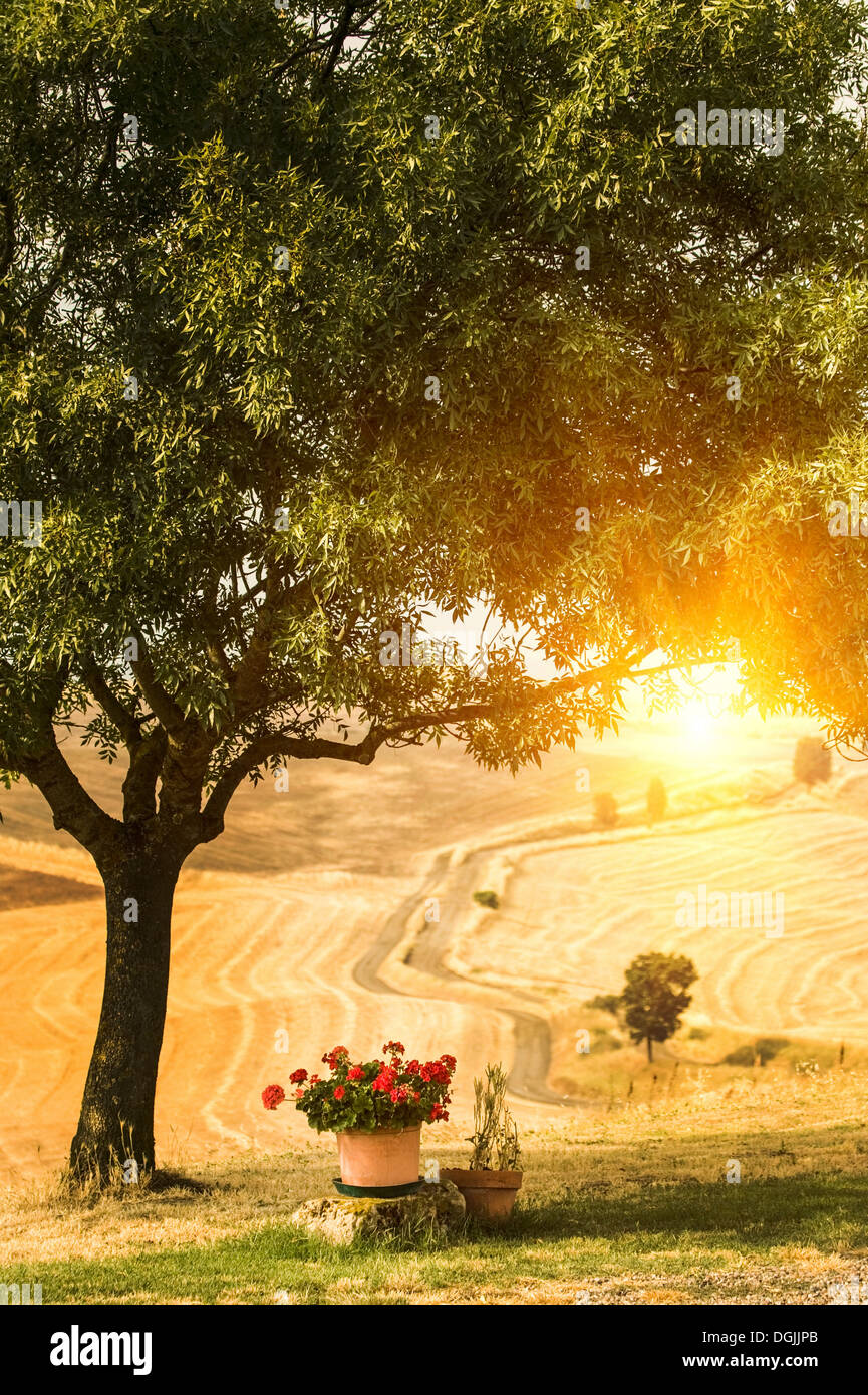 Flower pots and tree in tuscan landscape hi-res stock photography and