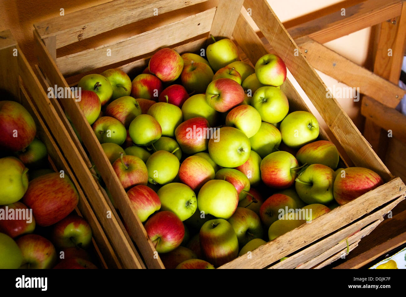 Box of just harvested, organic apples. Stock Photo