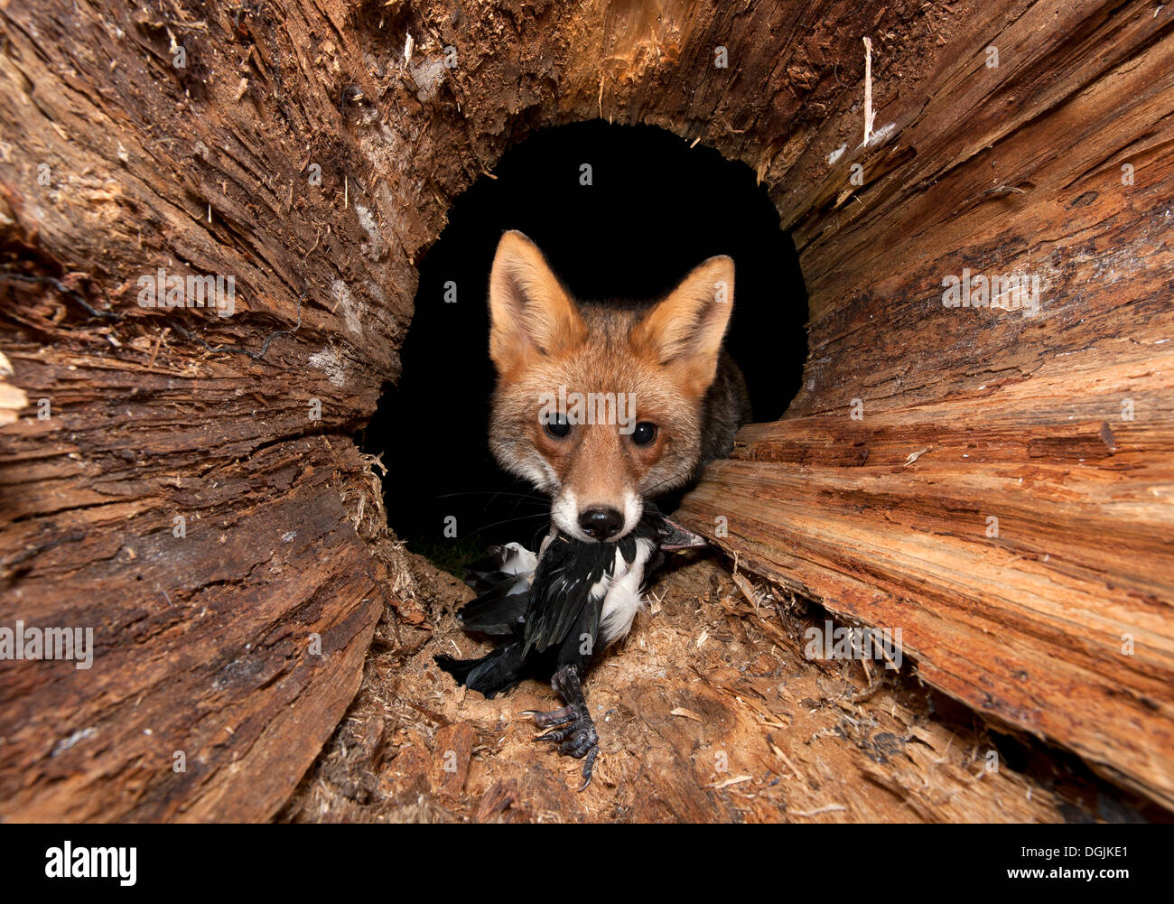 Red fox (Vulpes vulpes) with prey in a hollow tree trunk Stock Photo