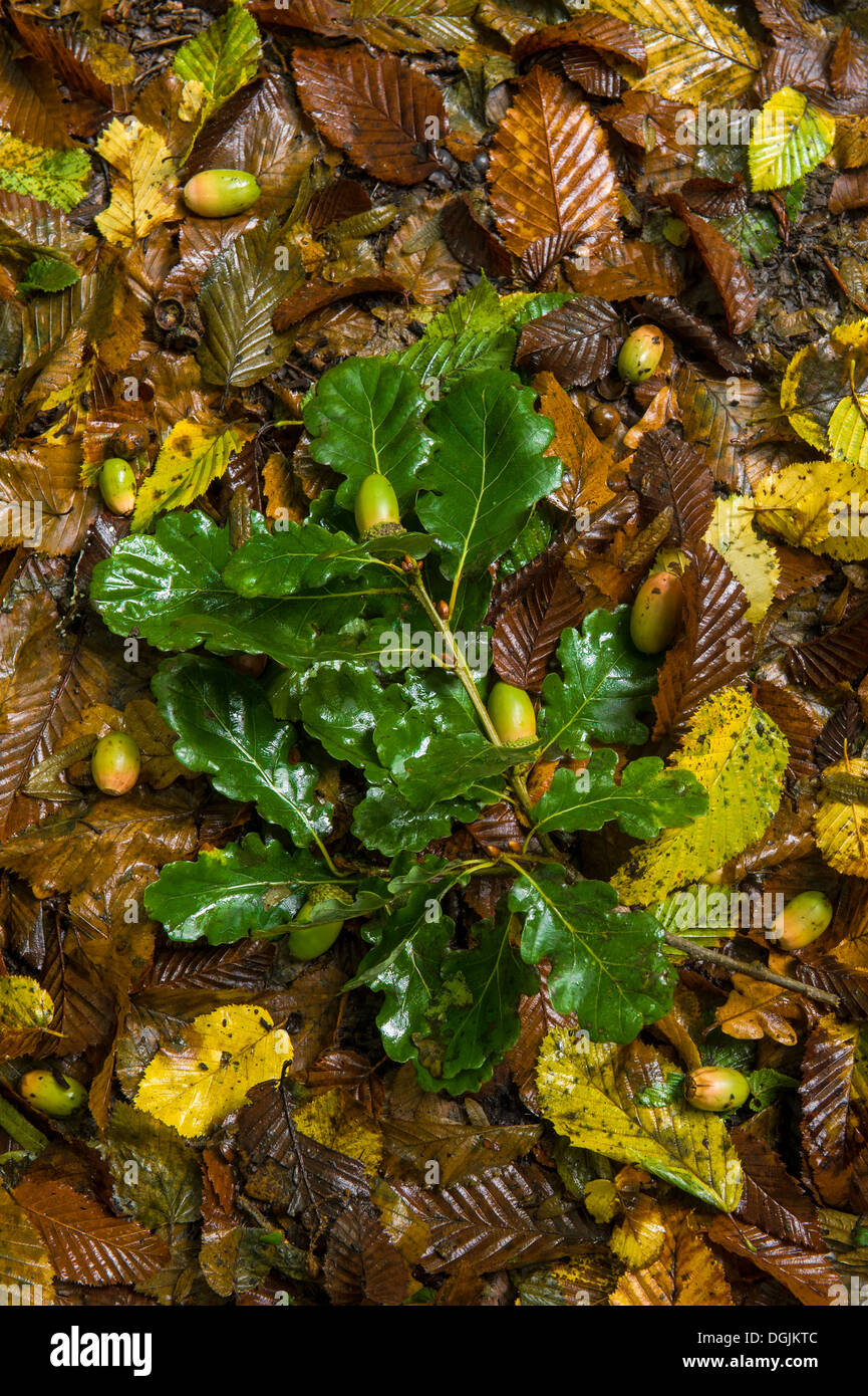 A small oak branch with some acorns attached, laying on a wet woodland floor. Stock Photo